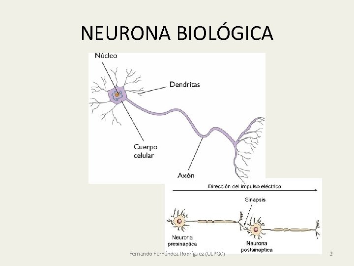 NEURONA BIOLÓGICA Fernando Fernández Rodríguez (ULPGC) 2 