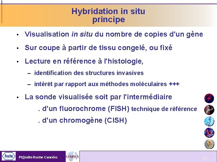 Hybridation in situ principe Visualisation in situ du nombre de copies d'un gène Sur