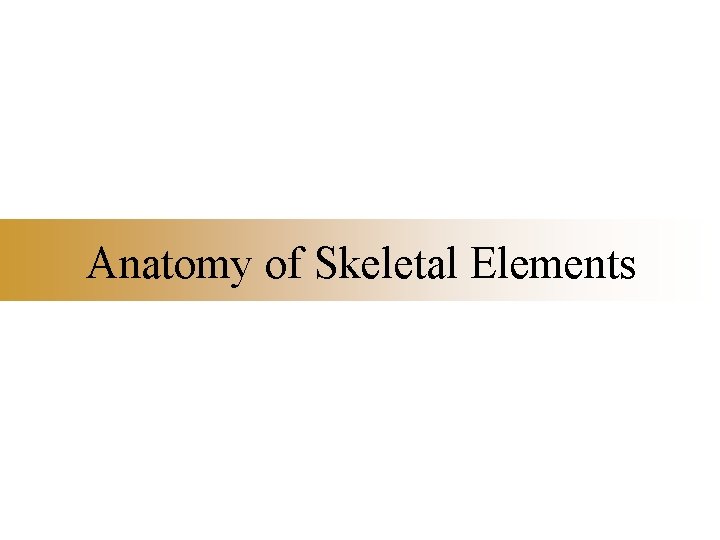 Anatomy of Skeletal Elements 