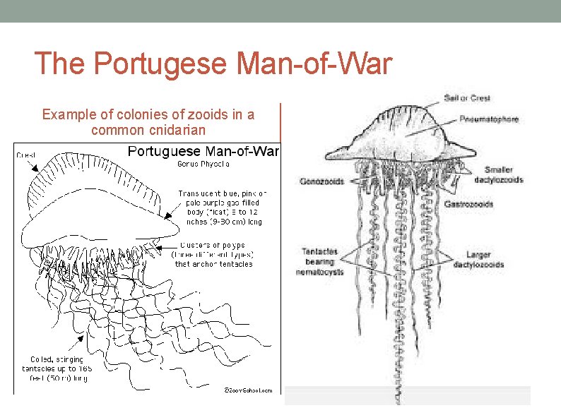 The Portugese Man-of-War Example of colonies of zooids in a common cnidarian 