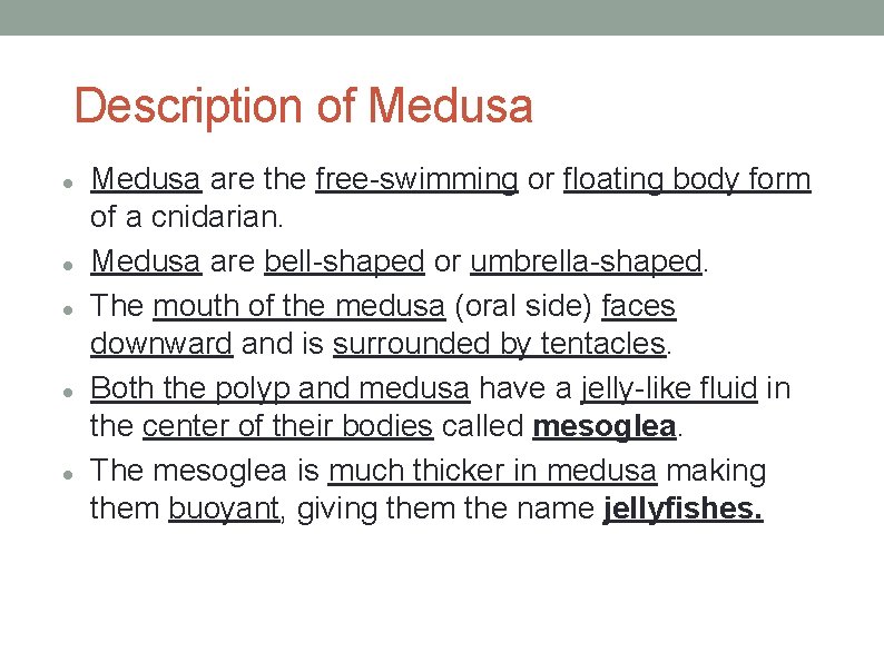 Description of Medusa Medusa are the free-swimming or floating body form of a cnidarian.