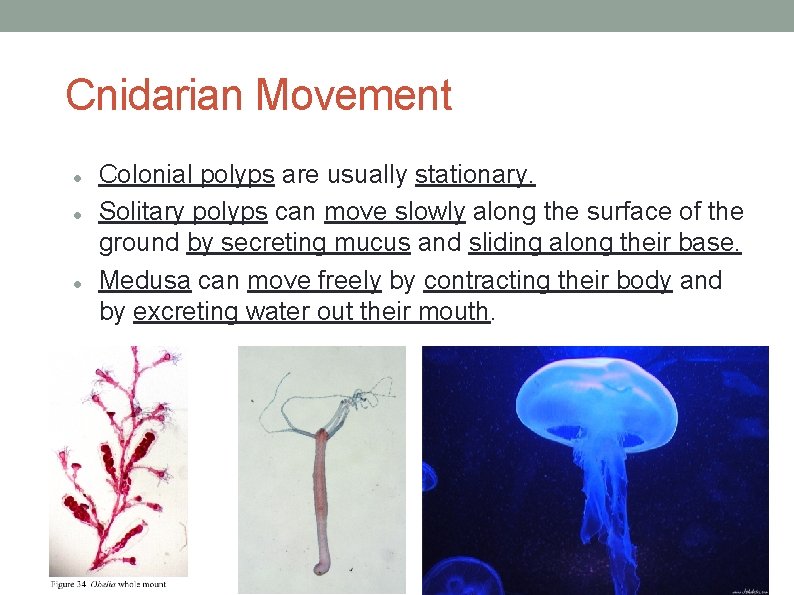 Cnidarian Movement Colonial polyps are usually stationary. Solitary polyps can move slowly along the