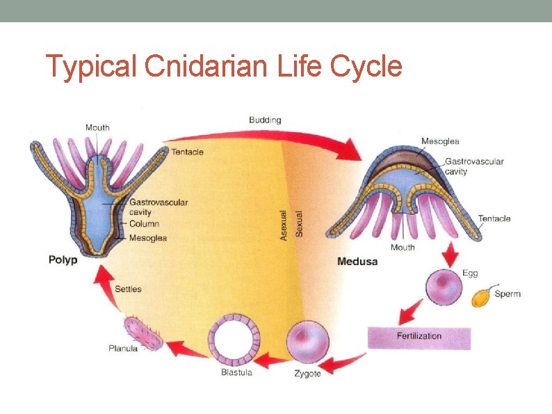 Typical Cnidarian Life Cycle 