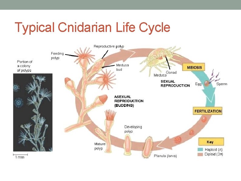 Typical Cnidarian Life Cycle 