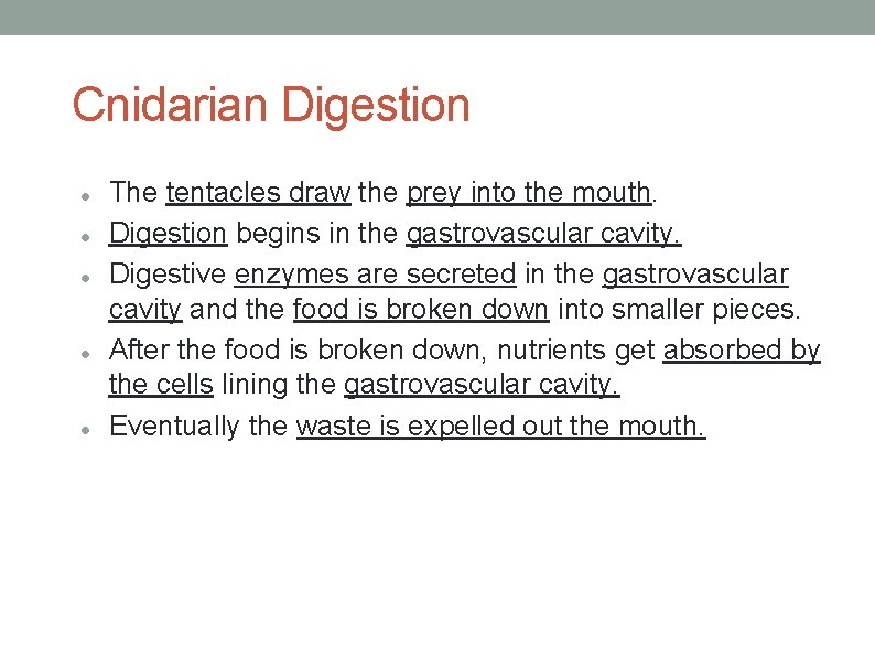 Cnidarian Digestion The tentacles draw the prey into the mouth. Digestion begins in the