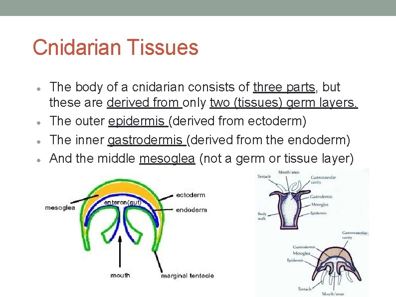 Cnidarian Tissues The body of a cnidarian consists of three parts, but these are