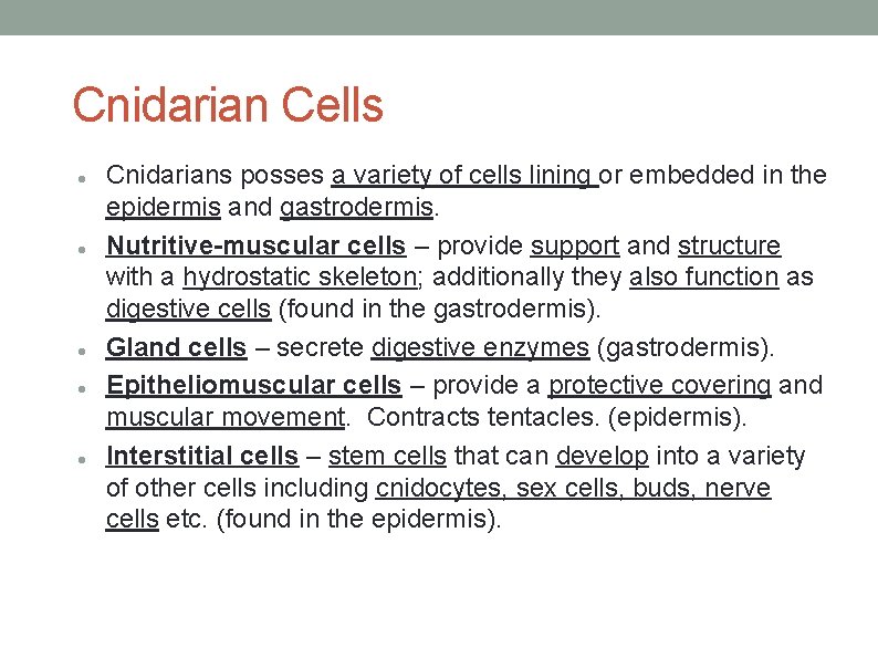 Cnidarian Cells Cnidarians posses a variety of cells lining or embedded in the epidermis