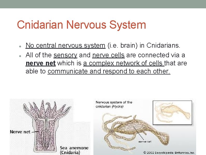 Cnidarian Nervous System No central nervous system (i. e. brain) in Cnidarians. All of