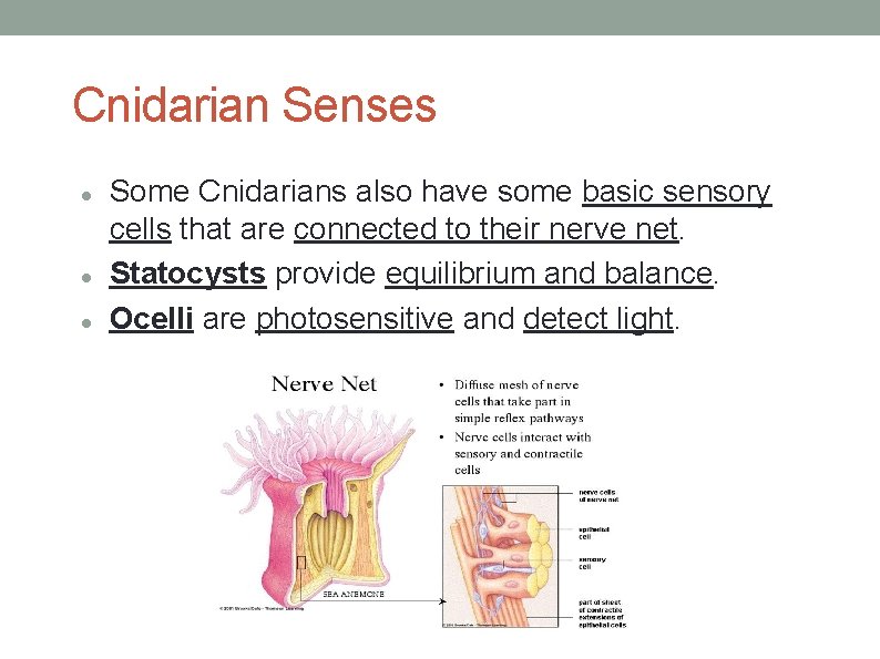 Cnidarian Senses Some Cnidarians also have some basic sensory cells that are connected to