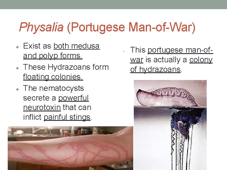 Physalia (Portugese Man-of-War) Exist as both medusa and polyp forms. These Hydrazoans form floating