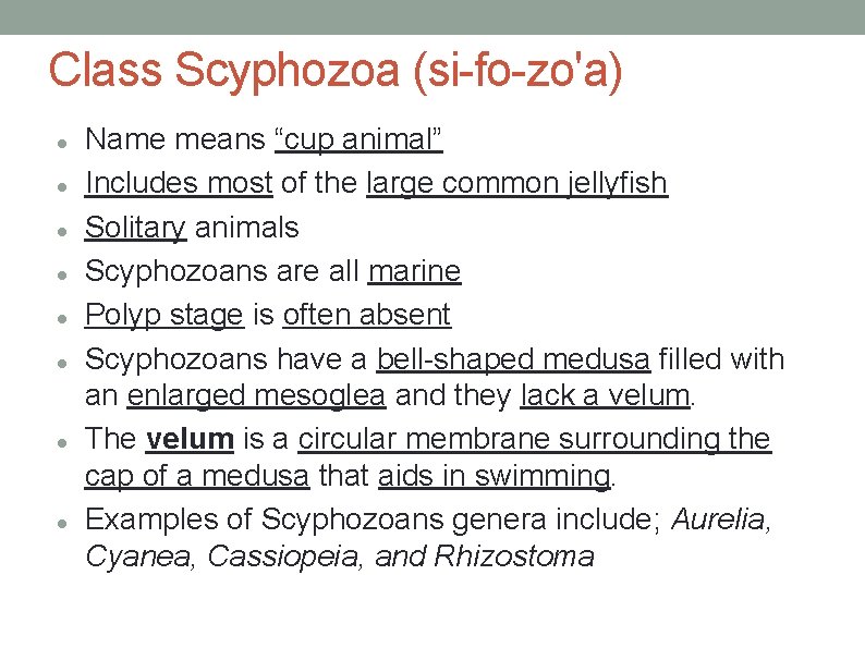 Class Scyphozoa (si-fo-zo'a) Name means “cup animal” Includes most of the large common jellyfish