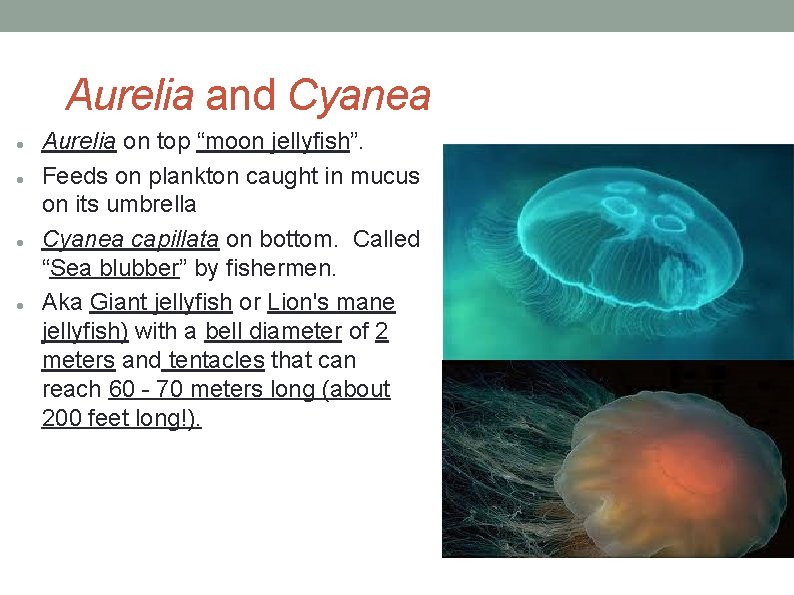 Aurelia and Cyanea Aurelia on top “moon jellyfish”. Feeds on plankton caught in mucus