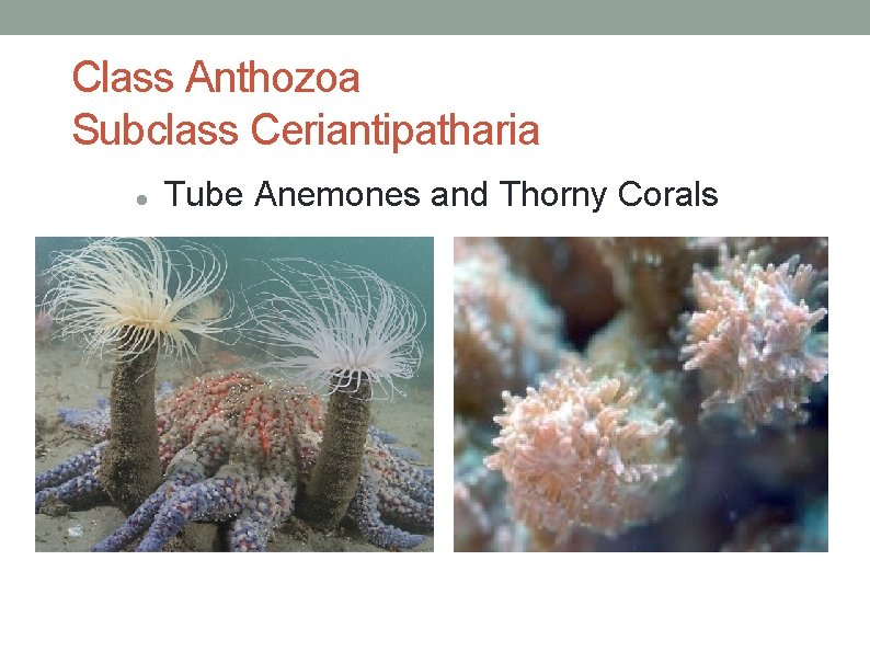 Class Anthozoa Subclass Ceriantipatharia Tube Anemones and Thorny Corals 