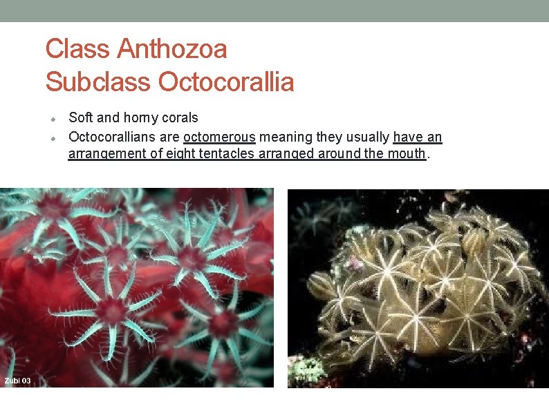 Class Anthozoa Subclass Octocorallia Soft and horny corals Octocorallians are octomerous meaning they usually