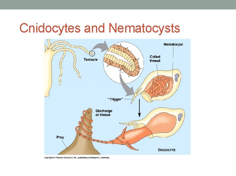 Cnidocytes and Nematocysts 