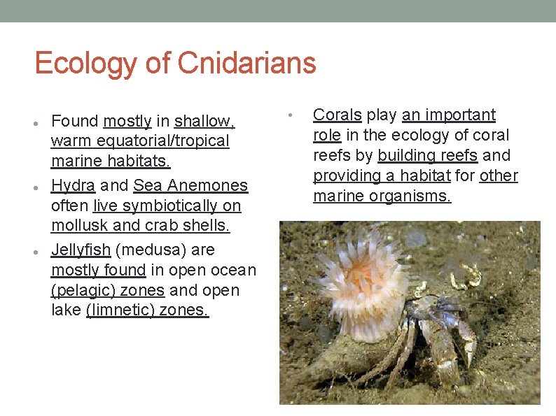 Ecology of Cnidarians Found mostly in shallow, warm equatorial/tropical marine habitats. Hydra and Sea