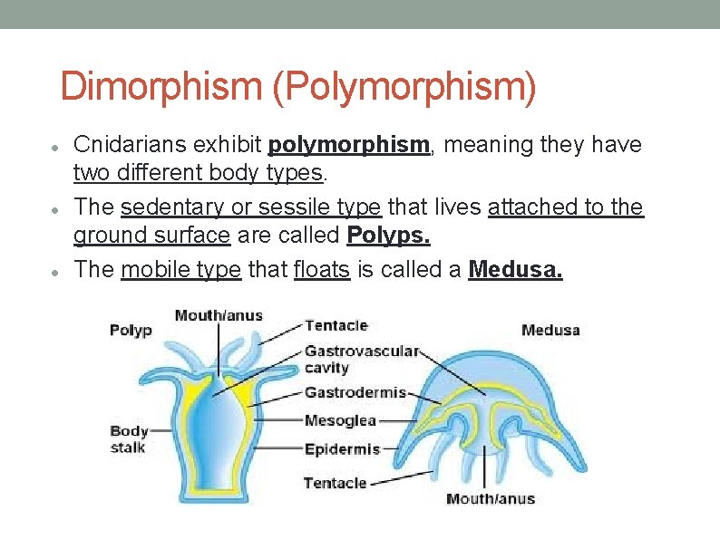 Dimorphism (Polymorphism) Cnidarians exhibit polymorphism, meaning they have two different body types. The sedentary