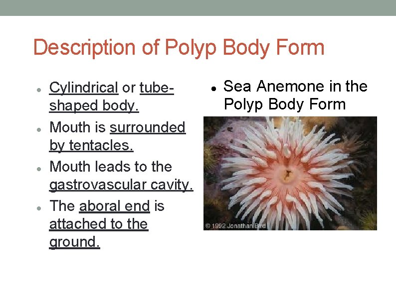 Description of Polyp Body Form Cylindrical or tubeshaped body. Mouth is surrounded by tentacles.