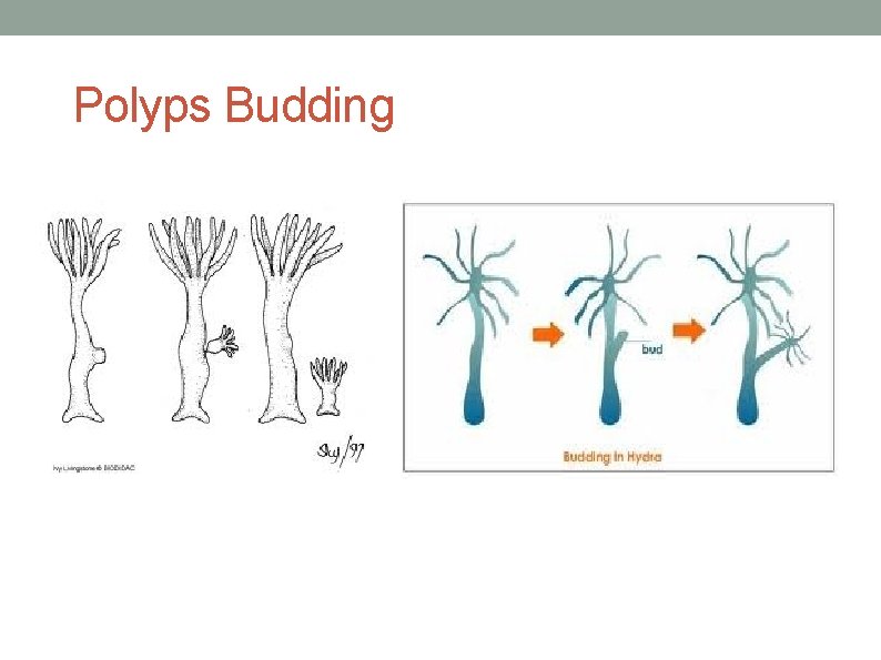 Polyps Budding 