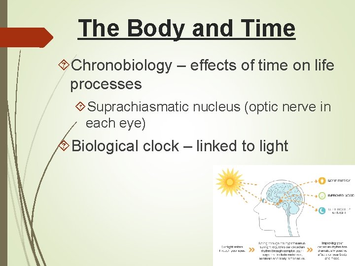 The Body and Time Chronobiology – effects of time on life processes Suprachiasmatic nucleus