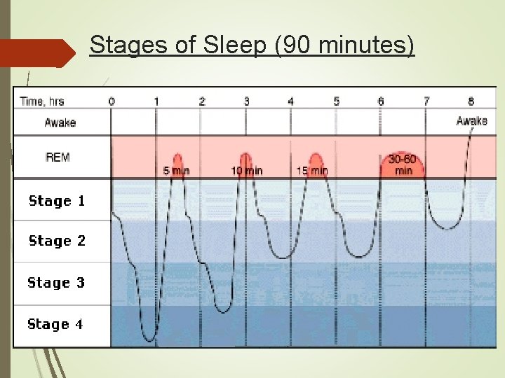 Stages of Sleep (90 minutes) 