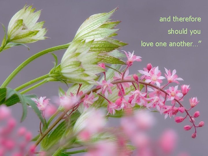 and therefore should you love one another…” 