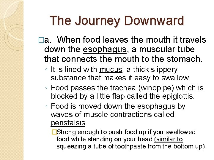 The Journey Downward �a. When food leaves the mouth it travels down the esophagus,