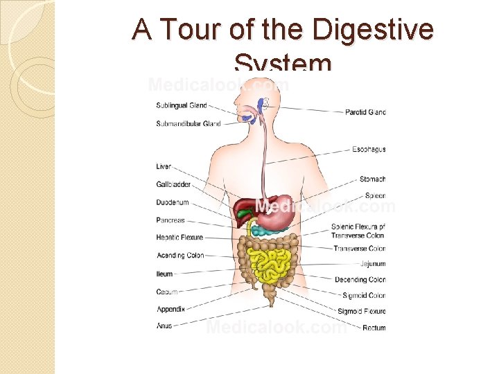 A Tour of the Digestive System 