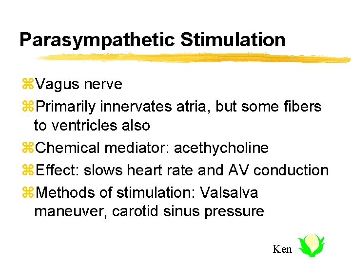 Parasympathetic Stimulation z. Vagus nerve z. Primarily innervates atria, but some fibers to ventricles