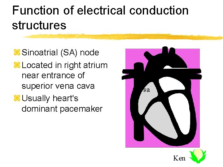 Function of electrical conduction structures z Sinoatrial (SA) node z Located in right atrium