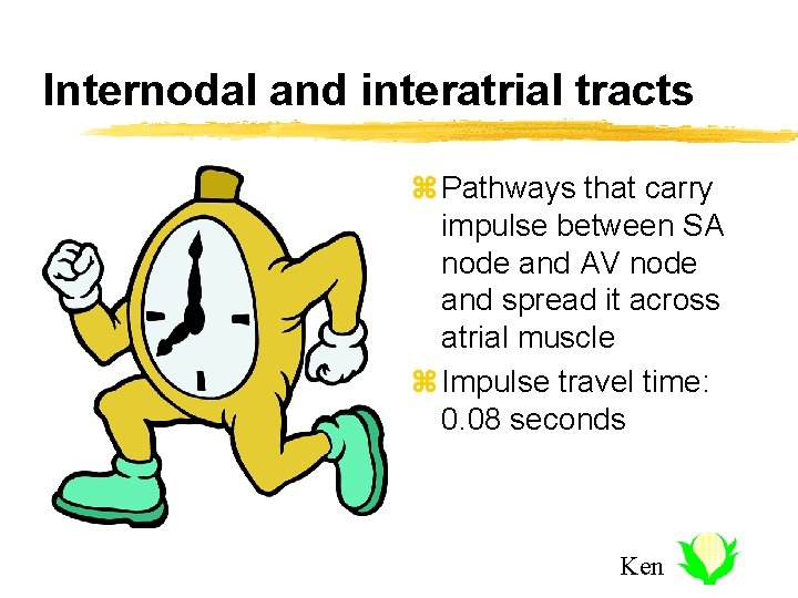 Internodal and interatrial tracts z Pathways that carry impulse between SA node and AV