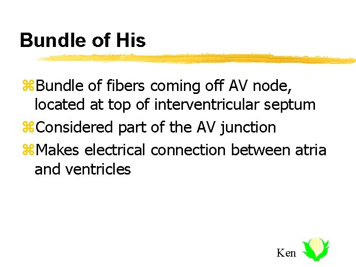 Bundle of His z. Bundle of fibers coming off AV node, located at top