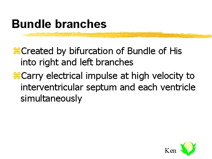 Bundle branches z. Created by bifurcation of Bundle of His into right and left