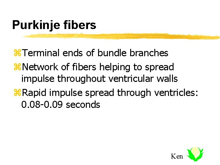 Purkinje fibers z. Terminal ends of bundle branches z. Network of fibers helping to