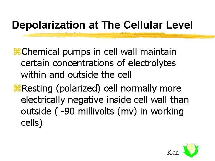 Depolarization at The Cellular Level z. Chemical pumps in cell wall maintain certain concentrations