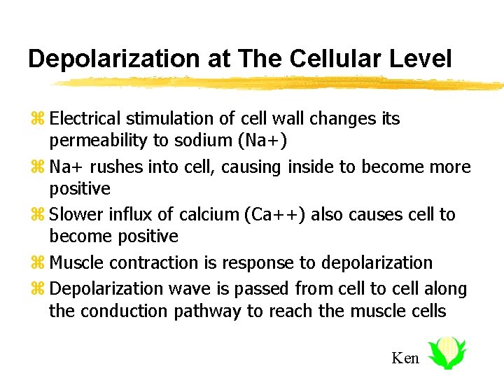 Depolarization at The Cellular Level z Electrical stimulation of cell wall changes its permeability