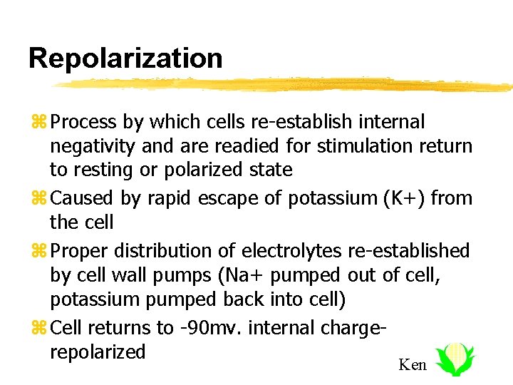 Repolarization z Process by which cells re-establish internal negativity and are readied for stimulation