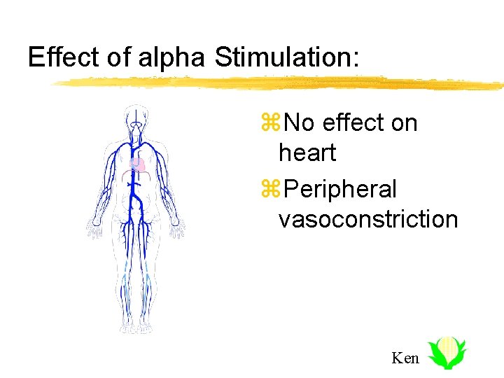 Effect of alpha Stimulation: z. No effect on heart z. Peripheral vasoconstriction Ken 