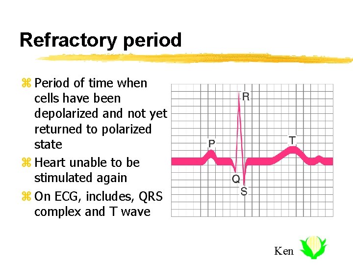 Refractory period z Period of time when cells have been depolarized and not yet