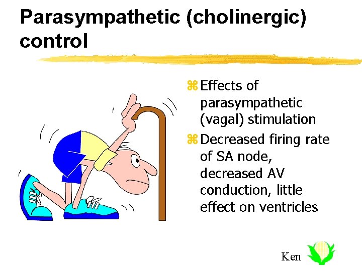 Parasympathetic (cholinergic) control z Effects of parasympathetic (vagal) stimulation z Decreased firing rate of
