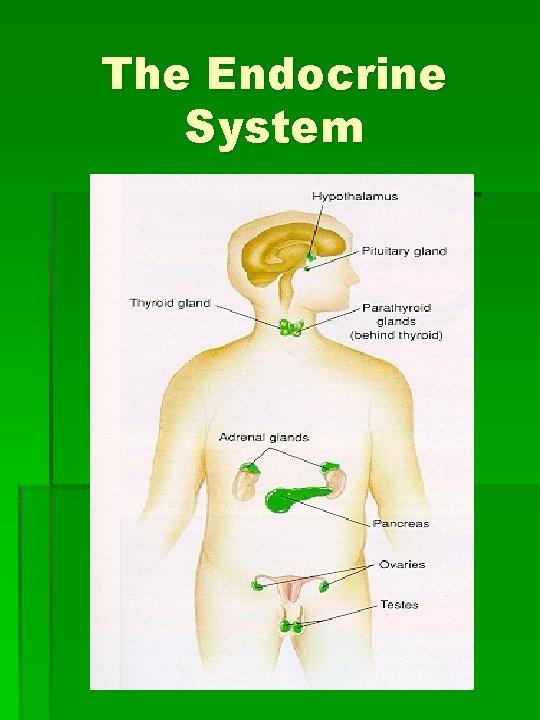 The Endocrine System 