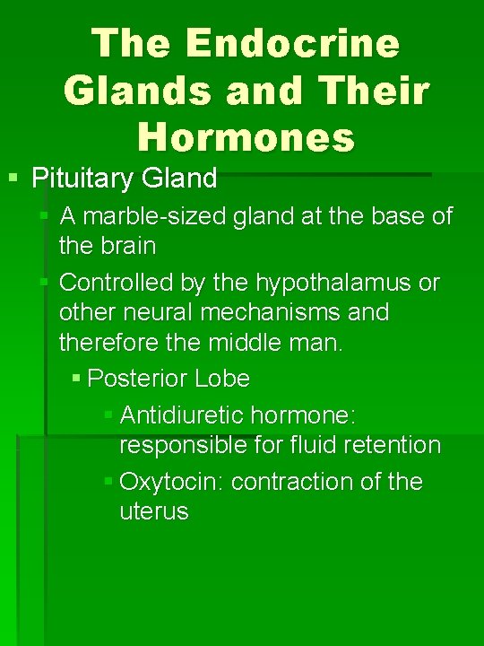 The Endocrine Glands and Their Hormones § Pituitary Gland § A marble-sized gland at