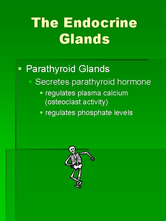 The Endocrine Glands § Parathyroid Glands § Secretes parathyroid hormone § regulates plasma calcium