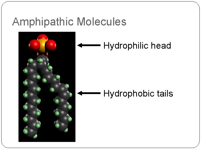 Amphipathic Molecules Hydrophilic head Hydrophobic tails 