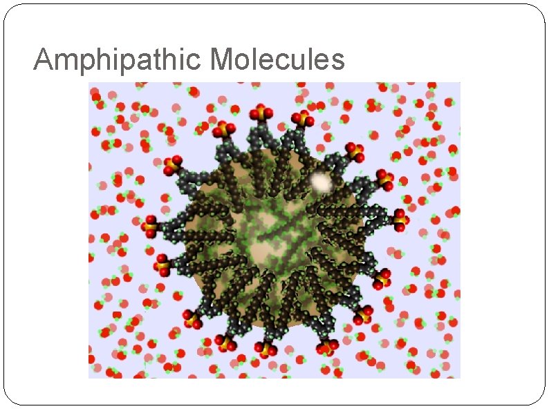 Amphipathic Molecules 