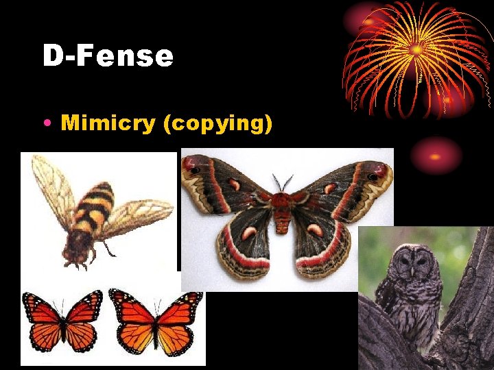 D-Fense • Mimicry (copying) 