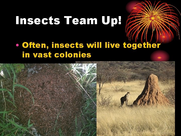 Insects Team Up! • Often, insects will live together in vast colonies 