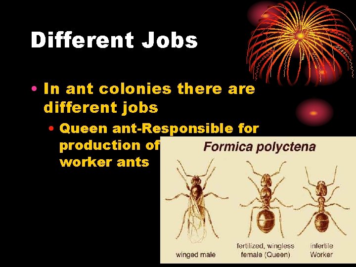 Different Jobs • In ant colonies there are different jobs • Queen ant-Responsible for