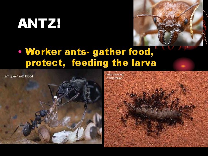 ANTZ! • Worker ants- gather food, protect, feeding the larva 