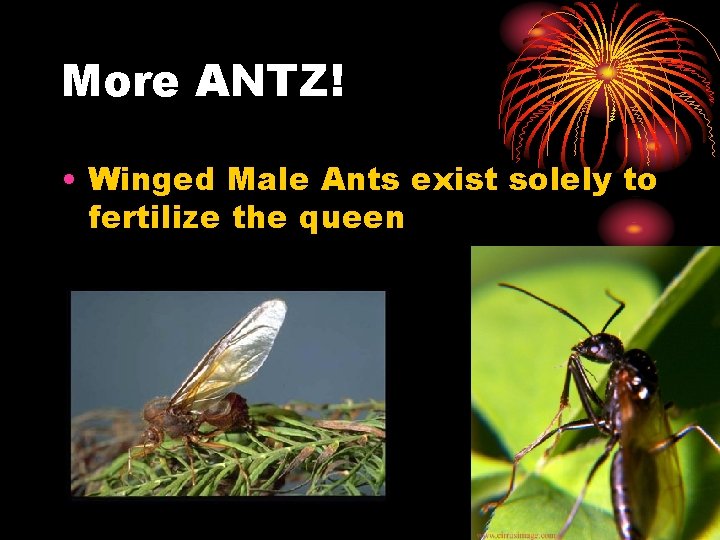 More ANTZ! • Winged Male Ants exist solely to fertilize the queen 
